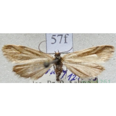 Diurnea lipsiella (Denis & Schiffermüller, 1775) Czech57f
